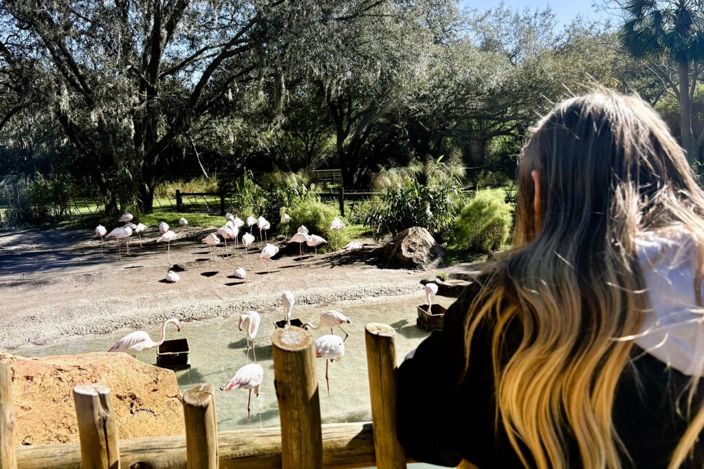 No park Disney trip