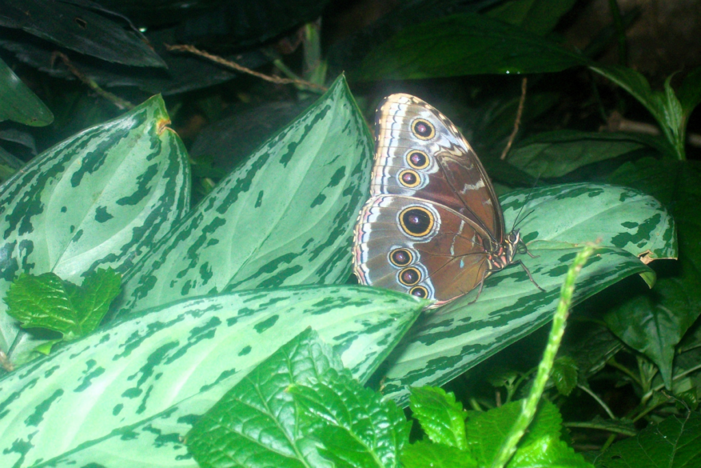 Niagara Falls Butterfly Conservatory