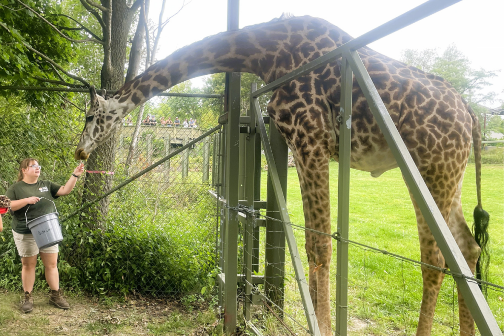 Behind-the-Scenes Animal Experience